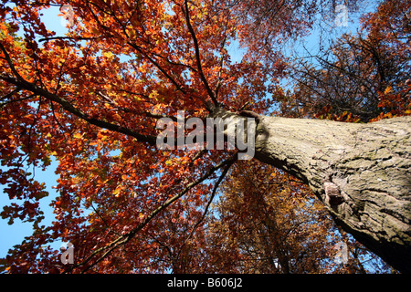 Herbstliche Bäume in Petts Wood, Kent UK Stockfoto