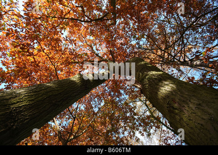 Herbstliche Bäume in Petts Wood, Kent UK Stockfoto