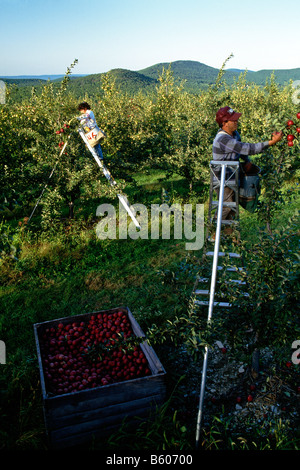 Äpfel werden von Hand gepflückt am Lerew Obstgärten im Adams County. Pennsylvania ist der 5. größte Apple-Hersteller in den USA. Stockfoto