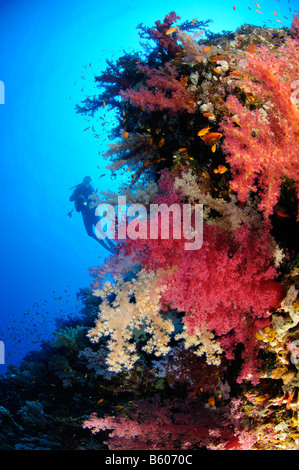 Dendronephthya Klunzingeri Weichkorallen und Scuba Diver, Rotes Meer Stockfoto