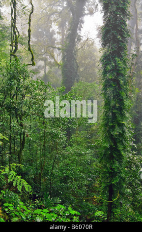 die Schönheit der Natur in den Dorrigo Regenwald an einem nebeligen Tag Stockfoto