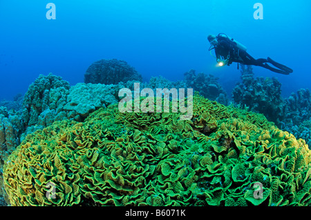 Turbinaria Mesenterina Salat Korallen und Scuba Diver, Rotes Meer Stockfoto