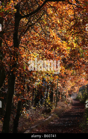 Herbstliche Bäume in Petts Wood, Kent UK Stockfoto