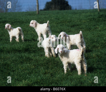 Zwei Wochen alten Angora-Ziege-Kinder auf der Weide Rasen im Frühjahr Stockfoto