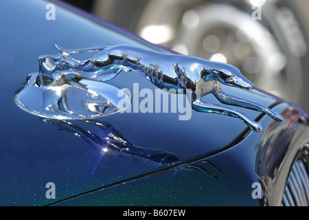 Windhund-Kühlerfigur Stockfoto