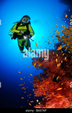 Dendronephthya Klunzingeri Pseudanthias Squamipinnis Weichkorallen und Taucher und Lyratail Anthias, Rotes Meer Stockfoto