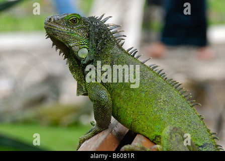 Leguan in Parque Bolivar, Guayaquil, Ecuador Stockfoto