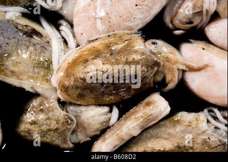 Tintenfisch in ihrer Farbe an der Tsukiji-Fischmarkt in Tokio, Japan. Stockfoto