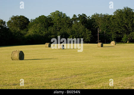 Rundballen Heu warten darauf, aus einer neu geerntete Heu-Feld gesammelt werden Stockfoto