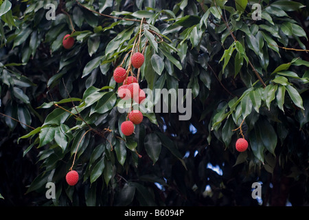 Litschibaum Stockfoto