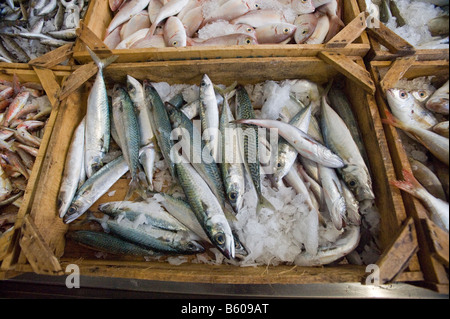 Fangfrischen Fisch zum Verkauf im Ladengeschäft Stockfoto