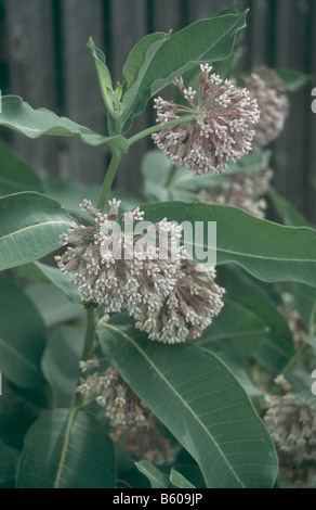 Asclepias Syriaca Blumen im Frühlingsgarten. Stockfoto