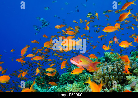 Pseudanthias Squamipinnis Weichkorallen und Taucher und Lyratail Anthias, Rotes Meer Stockfoto