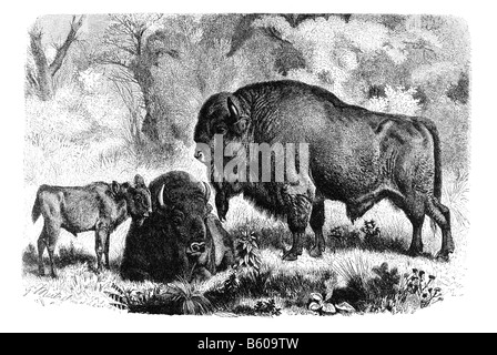 Europäische Bison Bison Bonasus Bison Arten und das schwerste Überlebenden Landtier in Europa Stockfoto
