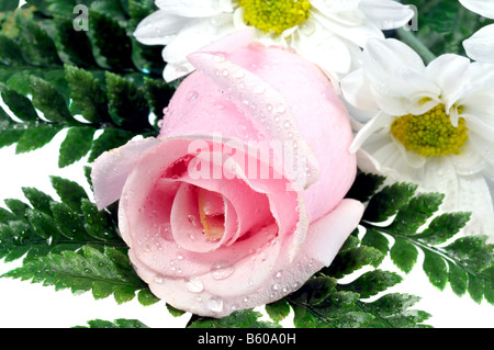 Rosa Rose mit Blättern und Gänseblümchen Stockfoto