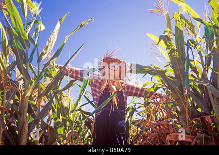 Halloween Vogelscheuche in einem Maisfeld bei Summerset Bauernhof Santa Ynez Valley in Kalifornien Stockfoto