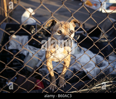 Bedeuten Sie Junkyard Hund in einer Garage in New Haven Connecticut USA Stockfoto
