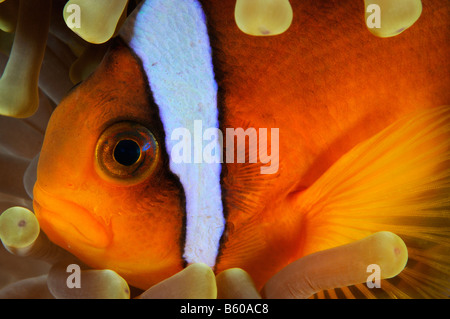 Amphiprion Bicinctus Heteractis Magnifica Rote Meer Anemonenfische in herrlichen Seeanemone oder Ritteri Anemone, Rotes Meer Stockfoto