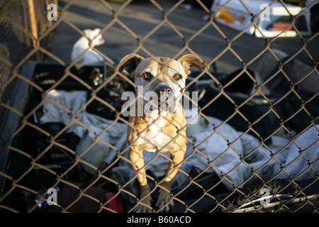 Bedeuten Sie Junkyard Hund in einer Garage in New Haven Connecticut USA Stockfoto