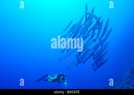 Größten Qenie, Blackfin Barracudas, Rotes Meer Stockfoto