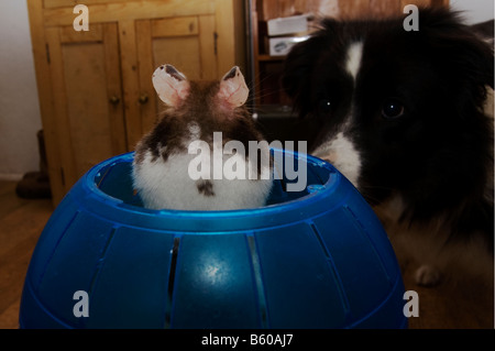 Rückansicht des Hamster betrachten Border-collie Stockfoto