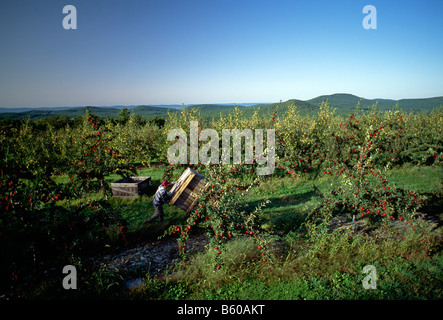 Äpfel werden von Hand gepflückt am Lerew Obstgärten im Adams County. Pennsylvania ist der 5. größte Apple-Hersteller in den USA. Stockfoto