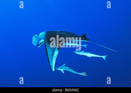 Manta Birostris und Echeneis Naucrates Manta Ray mit Suckerfish, Rotes Meer Stockfoto