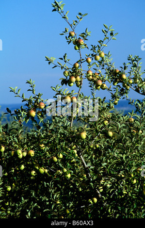 Äpfel werden von Hand gepflückt am Lerew Obstgärten im Adams County. Pennsylvania ist der 5. größte Apple-Hersteller in den USA. Stockfoto