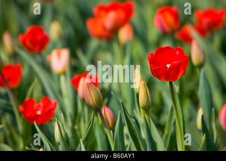 Tulpen, Tulipa, in den Gärten rund um das Parlamentsgebäude auf dem Parlamentshügel, Stadt von Ottawa, Ontario, Kanada Stockfoto