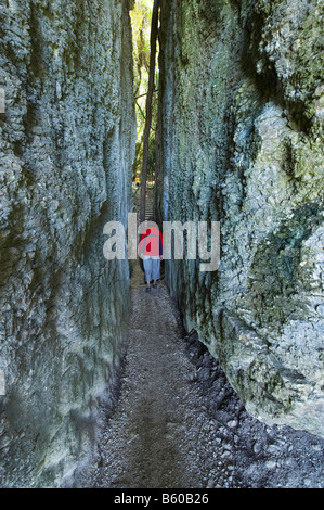 Überblick über Slot Canyon in Kalkstein The Grove Scenic Reserve in der Nähe von Takaka Golden Bay Nelson Region Südinsel Neuseeland Stockfoto