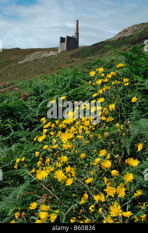 Schmale rotblättrige Habichtskraut Habichtskräuter Umbellatum Asteraceae Cornwall UK Stockfoto