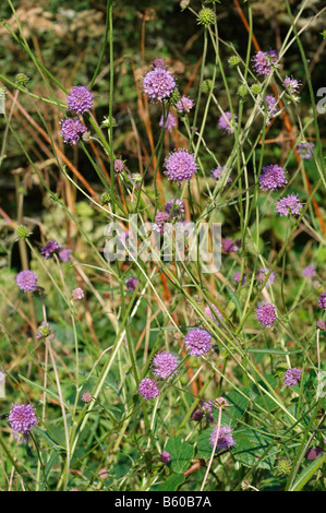 Teufels-Bit Witwenblume (Succisa Pratensis: Dipsacaceae) UK Stockfoto