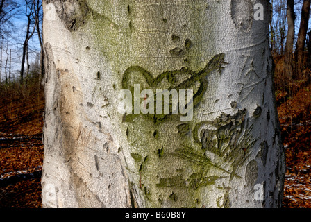 Herz-Liebe-Symbol auf den Baumstamm bemalt Stockfoto