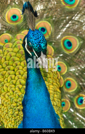 Indische Pfau mit verlängerten Heck Zug Stockfoto