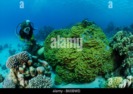 Turbinaria Mesenterina Scuba Diver mit Salat Korallen, Rotes Meer Stockfoto