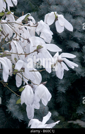 Magnolia Wadas Speicher Stockfoto