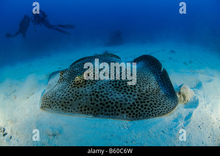 Himantura Uarnak, Honeycomb Whipray, Rotes Meer Stockfoto