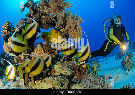 Heniochus Intermedius Schilfmeer Bannerfish mit Scuba Diver, Rotes Meer Stockfoto