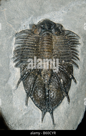 Fossilen Trilobiten (Acanthopyge sp.) Devon, Marokko Stockfoto