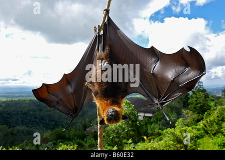 Flughund (Pteropidae) in der Nähe von Bedugul, Bali, Indonesien Stockfoto