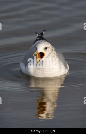 Gemeinsamen Gull Larus Canus aufrufen Stockfoto