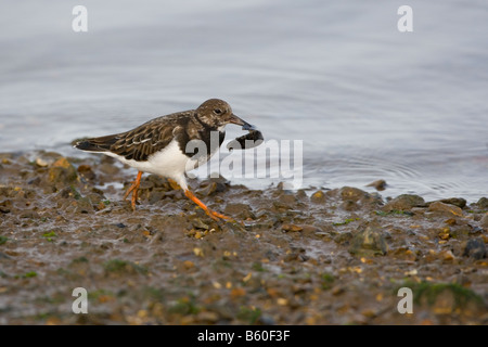 Turnstone Arenaria interpres mit Muschel Stockfoto