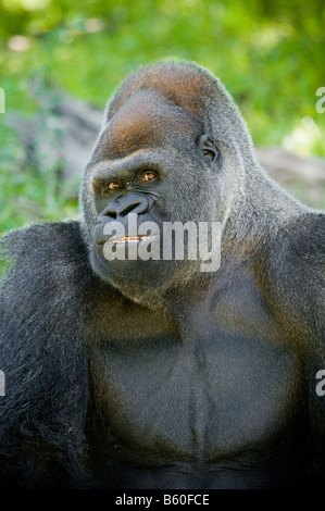 Silverback Gorilla Porträt mit Gesichtsausdruck. Stockfoto