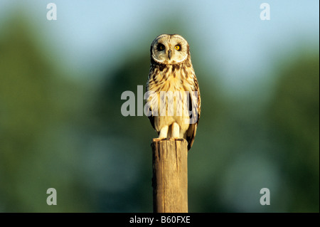 Sumpfohreule (Asio Flammeus) sitzt auf einem Zaun Pfosten, Hansag Nationalpark, Burgenland, Österreich, Europa Stockfoto