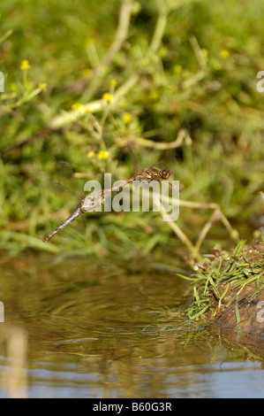 Libellen gemeinsame Darter Sympetrum Striolatim paar in Eiablage Aktivität über Teich Norfolk UK September Stockfoto