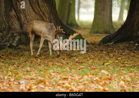 Damhirsch Dama Dama Hirsch Fütterung auf süße Kastanien Fallobst Castanea Sativa Norfolk UK November Stockfoto