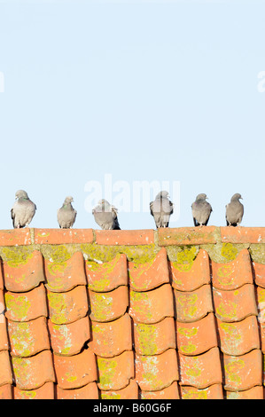 Verwilderte Tauben Columba Livia sechs Vögel thront auf rot gefliesten Scheune Dach Norfolk UK Oktober Stockfoto