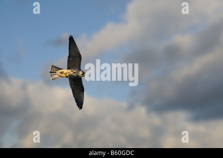 Hobby Falco Subbuteo juvenile im Flug mit Beute von Red Admiral Butterfly Vanessa Atalanta Norfolk UK Oktober Stockfoto