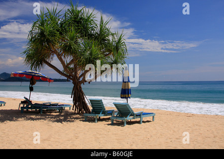 Liegestühle unter Palmen, Bang Tao Beach, Phuket, Thailand, Asien Stockfoto