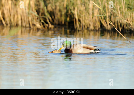 Mallards Anas Platyrhynchos paar Paarung in Lagune Norfolk England Oktober Stockfoto